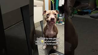 Rescued pit bull thriving on his journey #rescuedog #pitbullsoftiktok