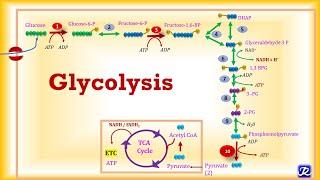 4:Glycolysis: Metabolic Reactions | Carbohydrates Metabolism-4 | Biochemistry | N'JOY Biochemistry