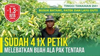 TANAMAN TINGGI 2 M DAN BUAH SANGAT LEBAT | TIPS SUKSES BERTANI