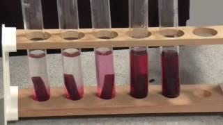 Membrane Permeability Beetroot Practical