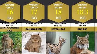 all 40 species of wildcats | size weight comparison