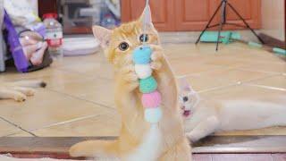 The two kittens jumped higher and higher, easily reaching their toy.