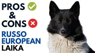 Russo European Laika Pros and Cons | Russko-Evropeĭskaya Láĭka Andaluz Advantages and Disadvantages