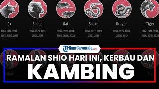 Ramalan Peruntungan Shio Kerbau dan Kambing Hari Ini Jumat 24 Februari 2023