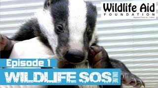 Wildlife SOS Online - Episode 1