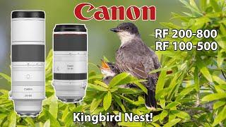 Canon RF 200-800 Kingbird Photography RF 100-500 R7 R6 Mark II