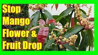 Prevent Mango Flower and Fruit Drop: Mango Tree Care