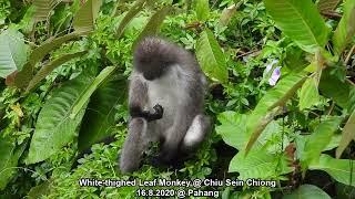 White-thighed Leaf Monkey @ Chiu S C 325911