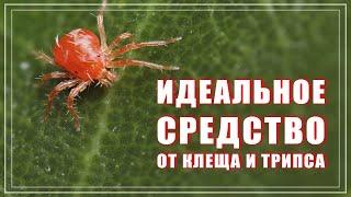 Лучшее средство от клещей и трипсов. ОБЕРОН РАПИД для фиалок.