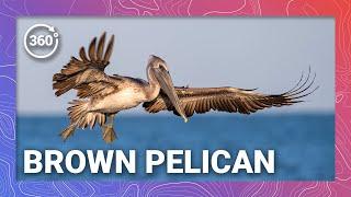 Pelican Ballet 360 VR - Mesmerizing Slow-Mo in the Sky