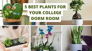 Green Plants - 5 Best Plants for Your College Dorm Room - Gardening