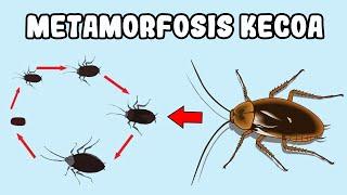 Penjelasan Lengkap Tahap-Tahap Metamorfosis Kecoa