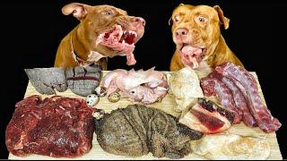 ASMR MUKBANG PITBULL EATING RAW FOODS