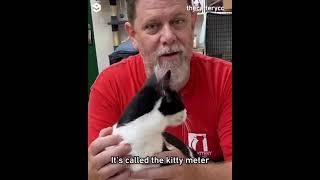 Scott from The Cattery Cat Shelter teaches you how to activate the kitty meter.? thecatterycc | IG