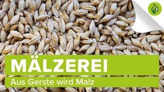 Aus Gerste wird Malz – Die Mälzerei