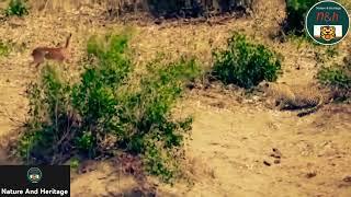 Leopard tackles Impala in perfectly timed ambush. #NatureAndHeritage. |Wildlife's| |Short's|