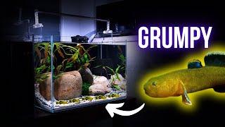 The GRUMPY CHRONICLES of BABY DESERT GOBIES | EP2 DESERT GOBY AQUARIUM