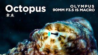 Octopus 章魚/Olympus 90mm F3.5 Macro + OM1 Underwater