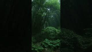 The dark forest #nature #greenary #environment #travel #goviral #shorts