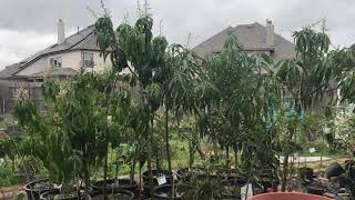 Growing mango trees to produce fruits in container/Pot|Tropical trees in cold climate|Houston Texas