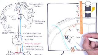 How Spinal Cord Stimulation (SCS) Works