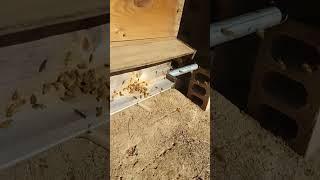 Honey Bees - Glad to See You Ladies!!!!! #beekeeping #beekeeper #honeybee