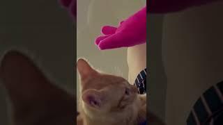 Tiger mr.kitten vs mr.red hand