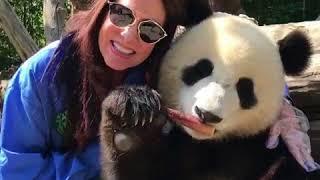 2018 China ChengDu Panda Hug