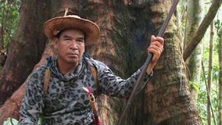 The Forbidden forests of the Dayak, Borneo, Indonesia