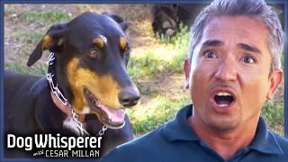 Unpredictable Doberman Is Always Looking for A Fight | Dog Whisperer With Cesar Millan