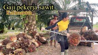 Gaji pekerja sawit di Kalimantan || kerja borongan