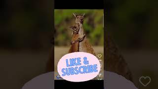 #kangaroo #animal #pets #cricket