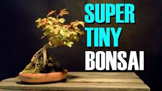 Tiny Mame Bonsai Magic (Super Cute Tiny Bonsai)