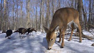 Wild Deer and Turkeys in the Forest - 10 hours - March 8, 2021