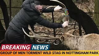 BREAKING NEWS: GROUP OF MEN SPOTTED BULLYING A STAG IN NOTTINGHAM PARK