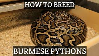 How to Breed Burmese Pythons