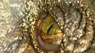 Гиганты мира животных - Самый большой крокодил