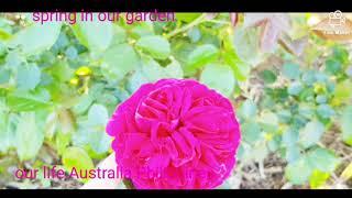 FILIPINA IN AUSTRALIA VLOG : #agegapcouple / tour sa amin cute na garden 