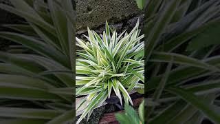 Ribbonplant Spider-ivy Spiderplant Spider plant Spider-plant Hen-and-chickens #houseplants