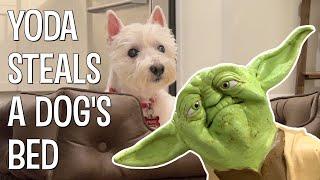 YODA STEALS A WESTIE DOG'S BED - The Puppet Yoda Show