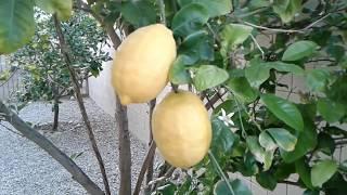 fruit / citrus trees grapefruit, lemon, lime Southern California