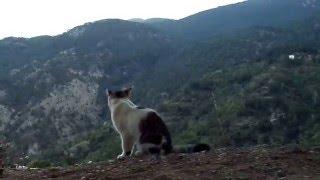 A great frame for a photo - cat looking at the mountains and thinking about eternity)))