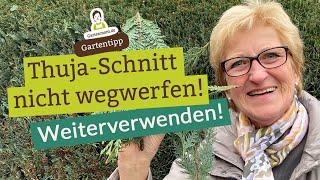 Nicht wegwerfen! Thuja-Schnitt weiterverwenden | Lebensbaum