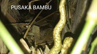 ular berkepala manusia di temukan di rumpun bambu BOBEN CHANNEL