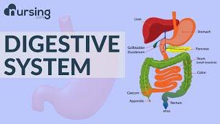 Digestive system structure & function (Nursing School Lessons)