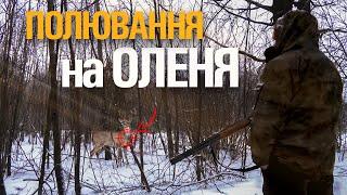 ЗАГОННЕ ПОЛЮВАННЯ НА ОЛЕНЯ. ХОРОША КОМПАНІЯ. НЕЙМОВІРНА АТМОСФЕРА