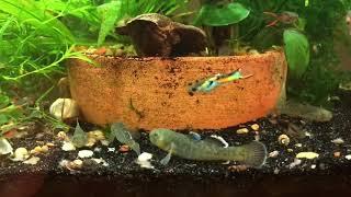 Australian Desert Gobies, Chlamydogobius eremius