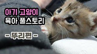 Kitty Caring Total Episodes "Dduri"