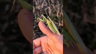 Mating Praying Mantis! (Mantis religiosa) - European Mantis  #wildlife #nature #insects #shorts