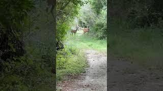 Take a Walk With Me #nativtxntravels #naturehike